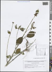 Молочай Давида Subils, Америка (AMER) (Мексика)