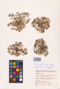 Лютик Риона, Шелковник Риона Lagger, Восточная Европа, Нижневолжский район (E9) (Россия)