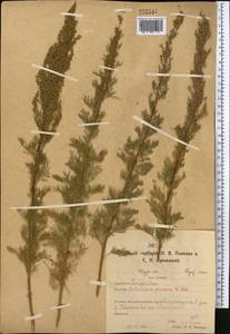 Полынь лечебная, Полынь высокая L., Средняя Азия и Казахстан, Северный и Центральный Казахстан (M10) (Казахстан)