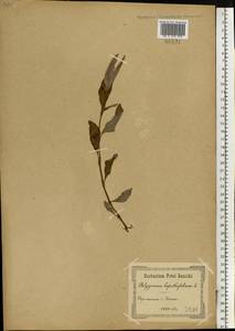 Горец развесистый, Горец щавелелистный (L.) Gray, Восточная Европа, Южно-Украинский район (E12) (Украина)