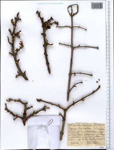 Agelanthus heteromorphus (A. Rich.) R.M. Polhill & D. Wiens, Африка (AFR) (Эфиопия)