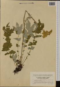 Таволга вязолистная (L.) Maxim., Западная Европа (EUR) (Чехия)