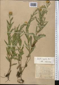 Pentanema salicinum subsp. asperum (Poir.) Mosyakin, Средняя Азия и Казахстан, Западный Тянь-Шань и Каратау (M3) (Казахстан)