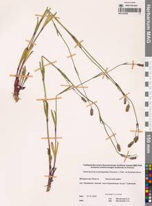 Смолевка джунгарская (Fisch., C.A.Mey. & Avé-Lall.) Bocquet, Сибирь, Чукотка и Камчатка (S7) (Россия)