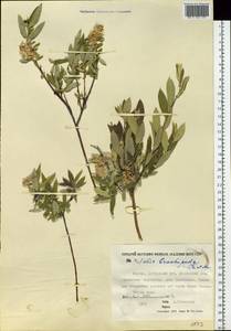 Ива коротконожковая (Trautv. & C.A.Mey.) Kom., Сибирь, Якутия (S5) (Россия)