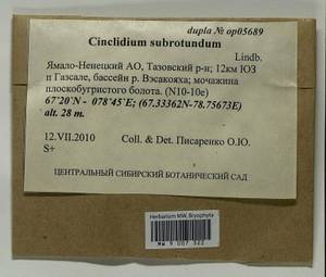 Cinclidium subrotundum Lindb., Гербарий мохообразных, Мхи - Западная Сибирь (включая Алтай) (B15) (Россия)