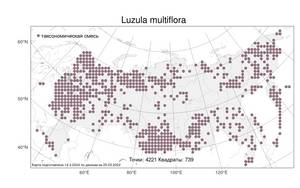 Luzula multiflora, Ожика многоцветковая (Ehrh.) Lej., Атлас флоры России (FLORUS) (Россия)