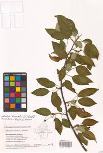 Яблоня ягодная (L.) Borkh., Восточная Европа, Центральный район (E4) (Россия)