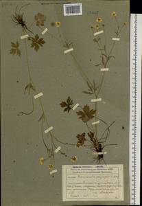 Лютик близкий C.A.Mey., Сибирь, Алтай и Саяны (S2) (Россия)