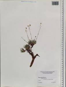 Caryophyllaceae, Сибирь, Прибайкалье и Забайкалье (S4) (Россия)