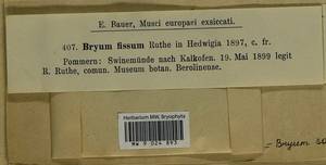 Ptychostomum salinum (I. Hagen ex Limpr.) J.R. Spence, Гербарий мохообразных, Мхи - Западная Европа (BEu) (Польша)