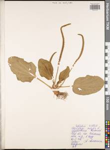 Подорожник большой L., Восточная Европа, Центральный район (E4) (Россия)