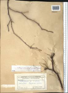 Джузгун безлистный (Pall.) Gürke, Средняя Азия и Казахстан, Прикаспийский Устюрт и Северное Приаралье (M8) (Казахстан)