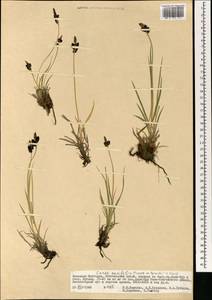 Carex bigelowii subsp. ensifolia (Turcz. ex Gorodkov) Holub, Монголия (MONG) (Монголия)