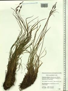 Осока траурная (Holm) T.V.Egorova, Сибирь, Дальний Восток (S6) (Россия)