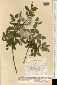 Ива Коха Trautv., Монголия (MONG) (Монголия)