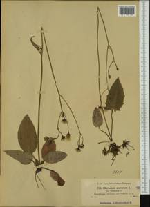 Hieracium murorum subsp. bifidiforme (Zahn) Zahn, Западная Европа (EUR) (Австрия)