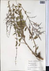 Salvia scrophulariifolia (Bunge) B.T.Drew, Средняя Азия и Казахстан, Памир и Памиро-Алай (M2) (Туркмения)