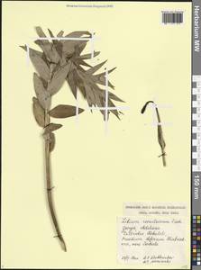 Лилия Совича Fisch. & Avé-Lall., Кавказ, Грузия (K4) (Грузия)