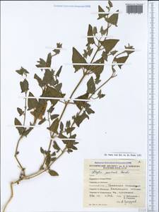 Лебеда лежачая, Лебеда простертая DC., Крым (KRYM) (Россия)