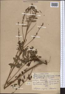Солодка голая L., Средняя Азия и Казахстан, Западный Тянь-Шань и Каратау (M3) (Киргизия)