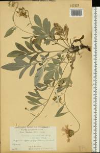 Псефеллюс Маршалла (Spreng.) K.Koch, Восточная Европа, Центральный лесостепной район (E6) (Россия)