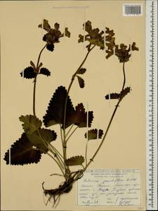 Чистец крупноцветковый (K.Koch) Stearn, Кавказ, Грузия (K4) (Грузия)