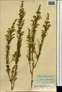 Полынь ордосская Krasch., Монголия (MONG) (Монголия)