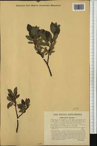 Salix bicolor Ehrh. ex Willd., Западная Европа (EUR) (Чехия)