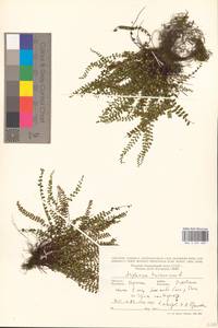 Костенец волосовидный L., Восточная Европа, Западно-Украинский район (E13) (Украина)