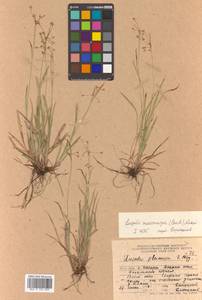 Luzula rufescens var. macrocarpa Buchenau, Сибирь, Дальний Восток (S6) (Россия)