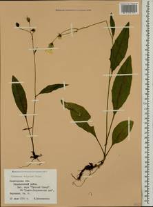 Hieracium lachenalii subsp. cruentifolium (Dahlst. & Lübeck ex Dahlst.) Zahn, Восточная Европа, Северный район (E1) (Россия)