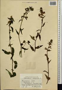 Мытник перевернутый L., Сибирь, Дальний Восток (S6) (Россия)