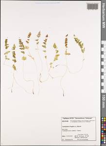 Пузырник ломкий (L.) Bernh., Сибирь, Центральная Сибирь (S3) (Россия)