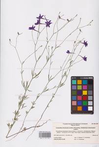Delphinium consolida subsp. divaricatum (Ledeb.) A.Nyár., Восточная Европа, Нижневолжский район (E9) (Россия)