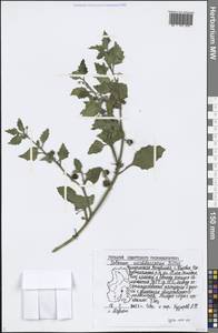 Solanum nitidibaccatum Bitter, Восточная Европа, Волжско-Камский район (E7) (Россия)