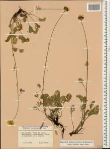 Archanthemis marschalliana subsp. sosnovskyana (Fed.) Lo Presti & Oberpr., Кавказ, Ставропольский край, Карачаево-Черкесия, Кабардино-Балкария (K1b) (Россия)