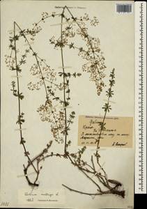 Подмаренник мягкий L., Крым (KRYM) (Россия)