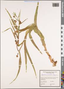 Epipactis veratrifolia Boiss. & Hohen., Зарубежная Азия (ASIA) (Иран)
