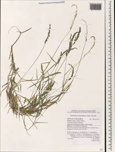 Moorochloa eruciformis (Sm.) Veldkamp, Зарубежная Азия (ASIA) (Израиль)