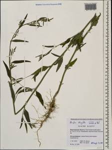 Лебеда продолговатолистная Waldst. & Kit., Восточная Европа, Центральный лесостепной район (E6) (Россия)