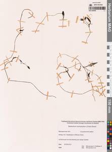 Лютик волосолистный, Шелковник волосолистный Chaix, Сибирь, Чукотка и Камчатка (S7) (Россия)