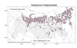 Hedysarum hedysaroides, Копеечник копеечниковый (L.) Schinz & Thell., Атлас флоры России (FLORUS) (Россия)