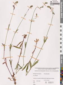 Смолевка джунгарская (Fisch., C.A.Mey. & Avé-Lall.) Bocquet, Сибирь, Чукотка и Камчатка (S7) (Россия)
