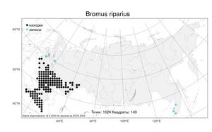 Bromus riparius, Костер береговой Rehmann, Атлас флоры России (FLORUS) (Россия)