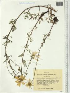 Хризантема Завадского, Сибирь, Алтай и Саяны (S2) (Россия)