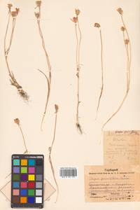 Гусиный лук малоцветковый (Turcz. ex Trautv.) Ledeb., Сибирь, Дальний Восток (S6) (Россия)