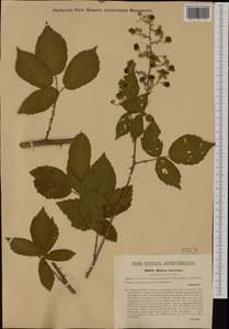 Rubus incertus, Западная Европа (EUR) (Венгрия)