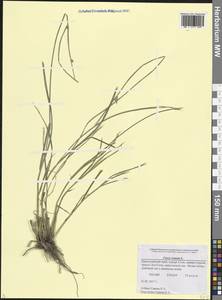 Осока расставленная, Осока раздвинутая L., Кавказ, Черноморское побережье (от Новороссийска до Адлера) (K3) (Россия)