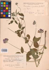 Bituminaria bituminosa subsp. pontica (A.P.Khokhr.) V.V.Fateryga & Fateryga, Крым (KRYM) (Россия)